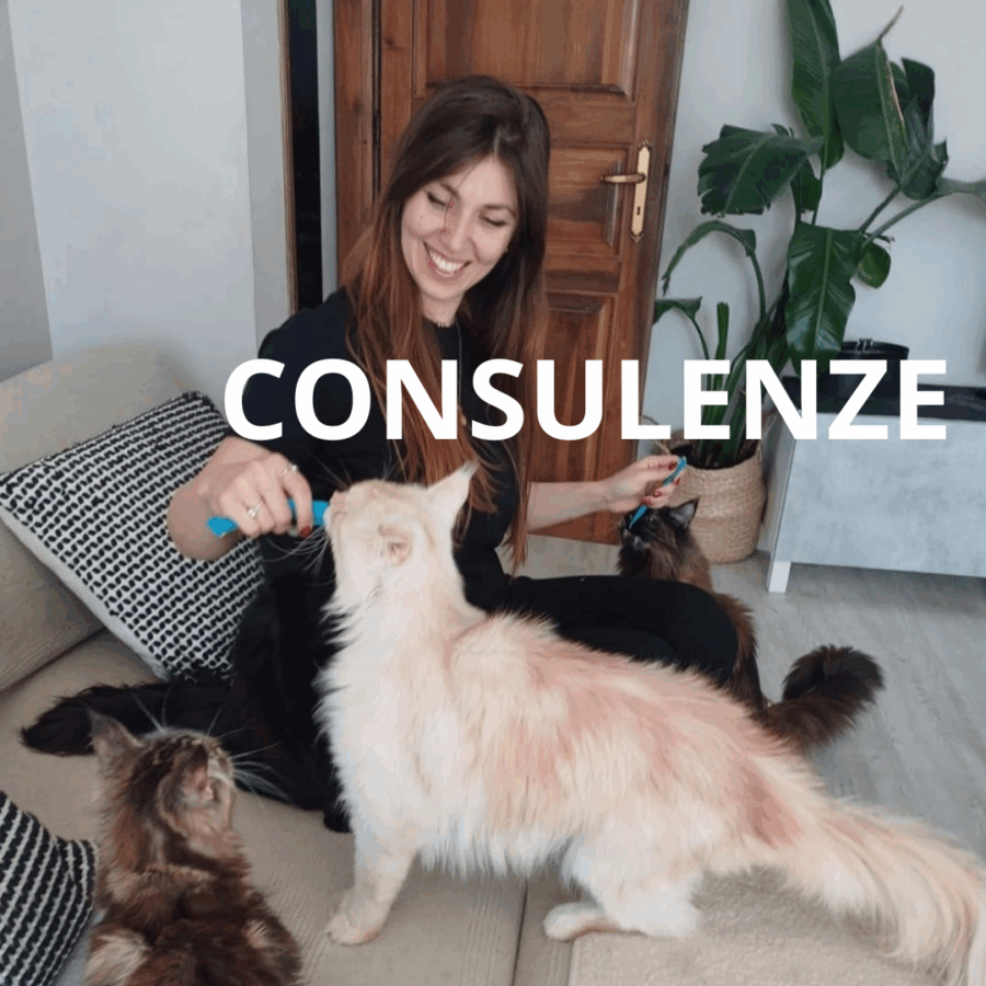 Consulenze