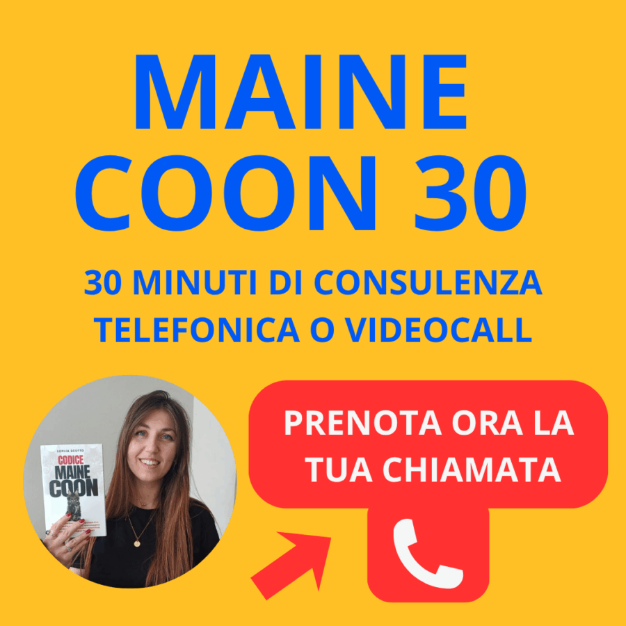 Maine Coon 30 (Consulenza di 30 Minuti)