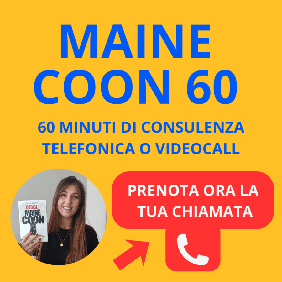 Maine Coon 60 (Consulenza di 60 Minuti)