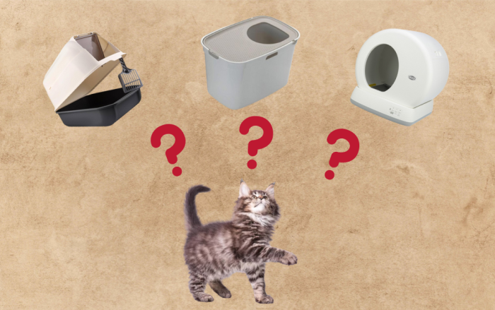 maine coon e lettiera