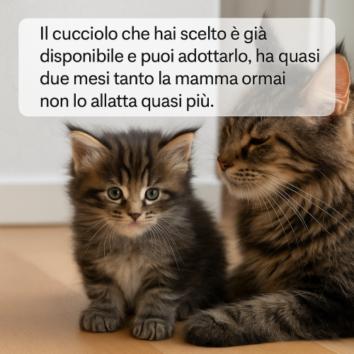 90 giorni maine coon