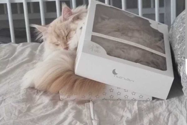 maine coon dorme dentro scatola