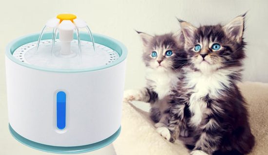 fontanella maine coon