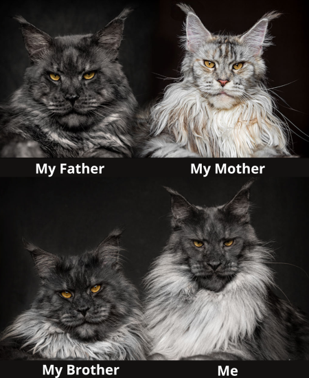 maine coon parentela