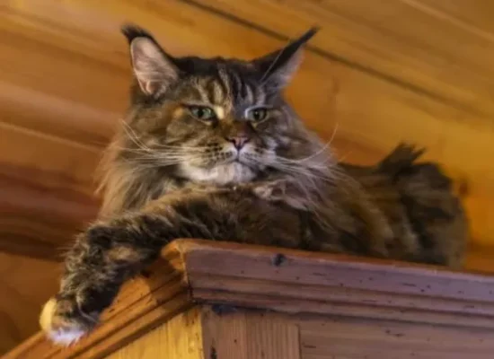 maine coon sopra armdaio