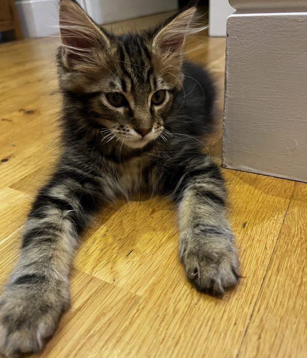 maine coon 12 settimane